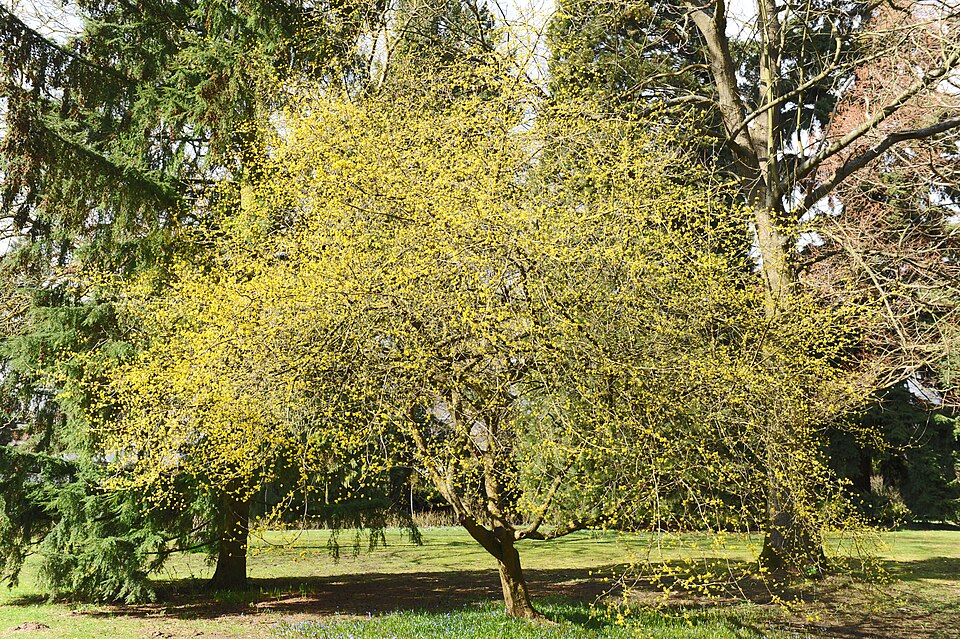 Parc Tony Neuman